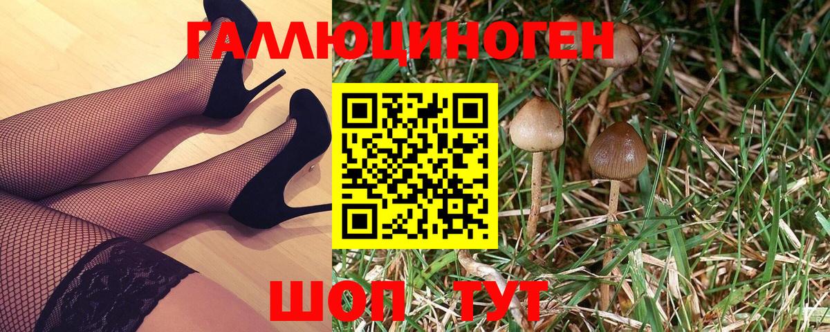 Псилоцибиновые грибы Psilocybe Краснокаменск